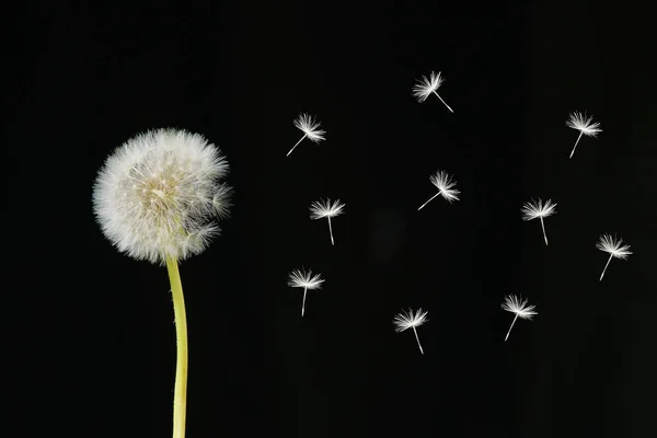 Dandelion Desbotada Fundo Preto — Fotografia de Stock