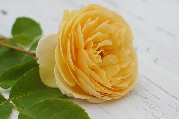 Yellow English Rose in vase on wooden table with petals