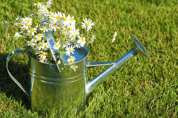 Gartening Can Chamomile — Stock Photo, Image