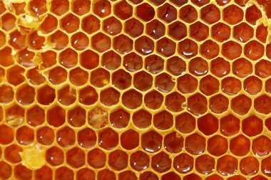 Arıcıya bir ziyaret - bal petekleri