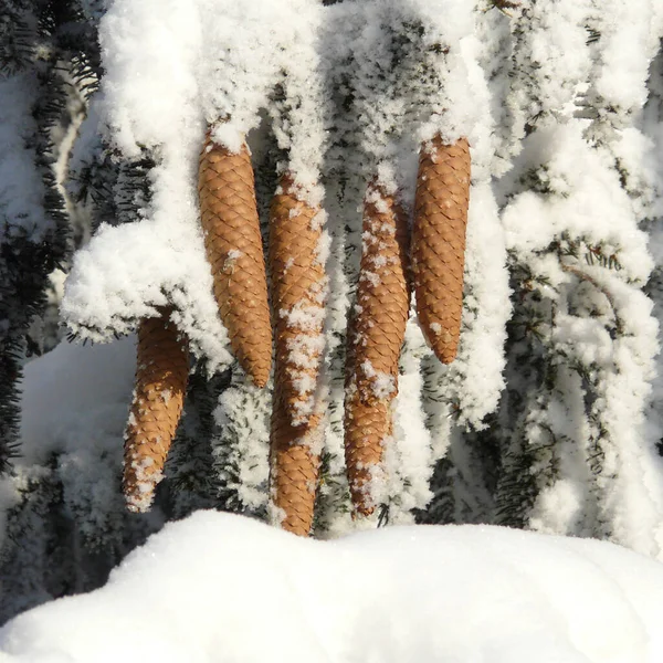 Una Mañana Invierno Helada Pero Soleada Con Nieve Los Árboles —  Fotos de Stock
