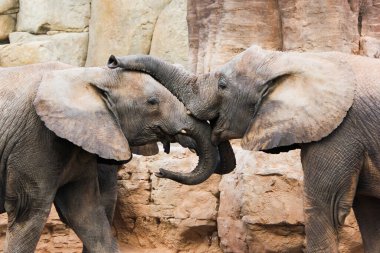 Gün batımında çamurda oynayan gri filler. Valencia.