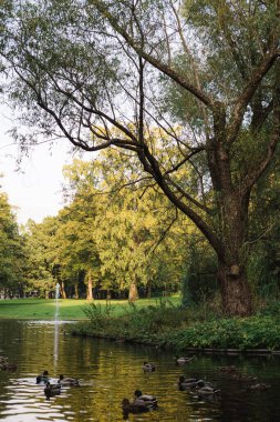 Yeşil ve temiz bir parkta, Oslo 'da ördekler olan güzel bir göl.