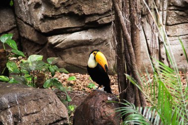 Madrid 'de bir kayanın üzerinde oturan güzel bir tukan..