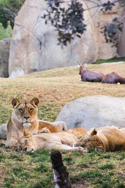 Trois Lionnes Reposant Dans Herbe Coucher Soleil Dans Parc Valence — Photo