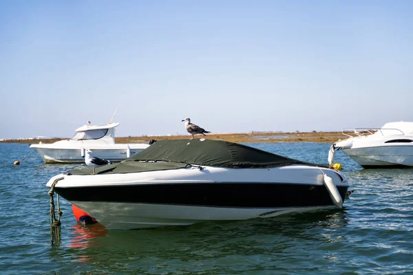 Ria Formosa parkında bir teknenin güvertesindeki martı, Faro, Portekiz.