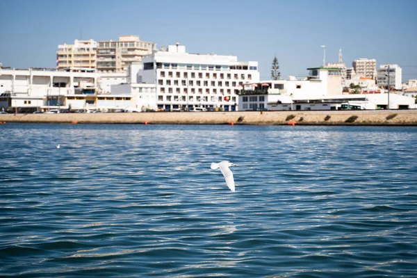 Portekiz 'in Faro şehrinde arka planda binalar bulunan martı su kenarında uçuyor..