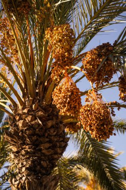 Bir sürü portakal dolu palmiye ağacı. Elche, Alicante, İspanya. Ayrıntıları kapat.