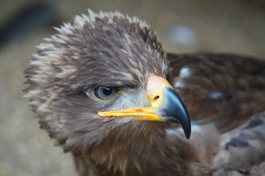 Steppe Kartal dünyaya bakıyor