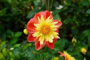 Üzerinde güneş olan bir çiçek.