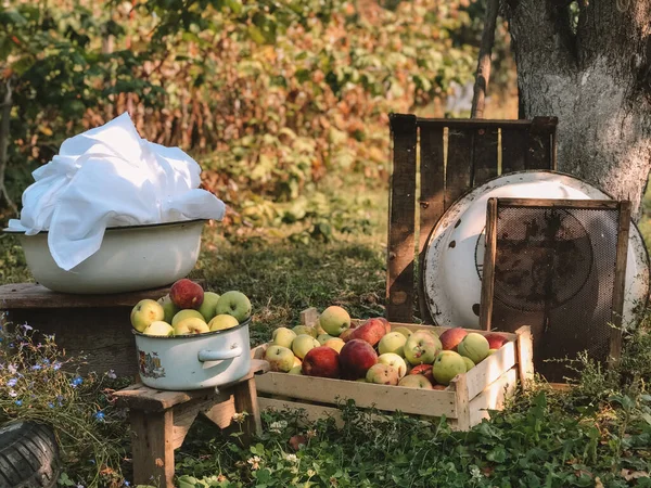 Alma Őszi Kertben — Stock Fotó