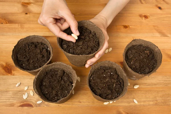 hands planting seeds of squash in the peat pot