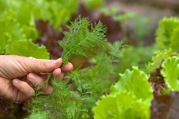 hand of woman with fresh dill in the vegetable garden