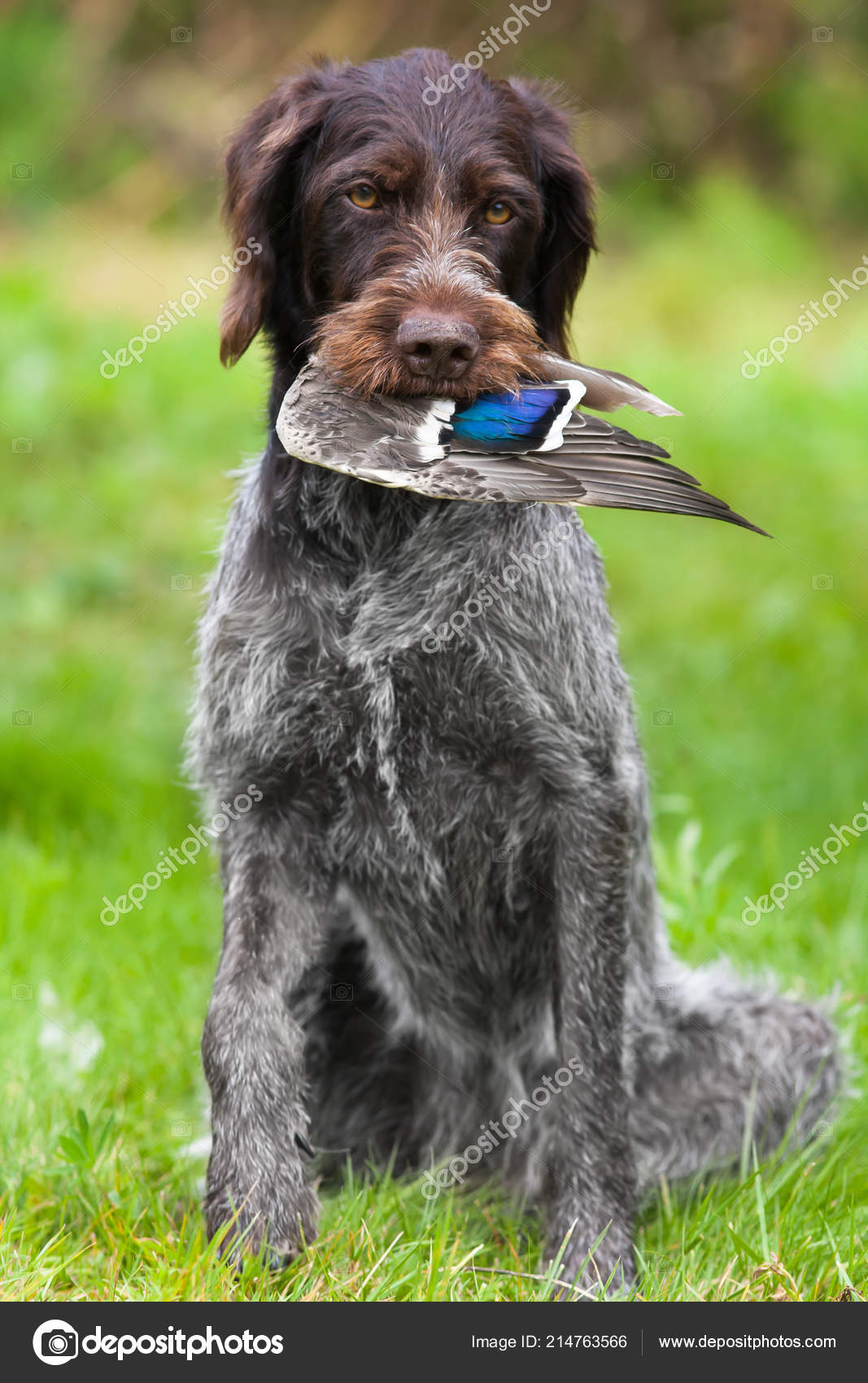 Hunting Dog German Wirehaired Pointer Duck Wing Green Summer
