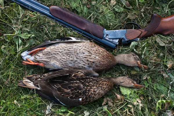 hunting trophy - two ducks on the grass and shotgun