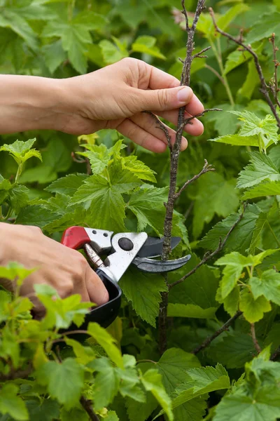 hands of gardener pruning black current with secateurs