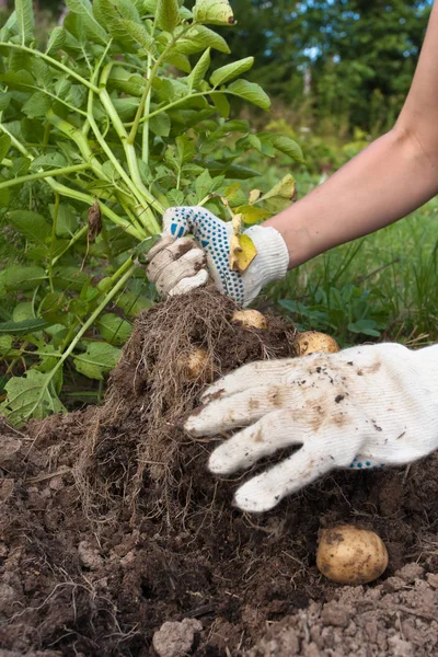 hand with digging bush potato in the vegetable garden