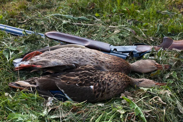 hunting trophy - two ducks and shotgun lying on the mowed grass