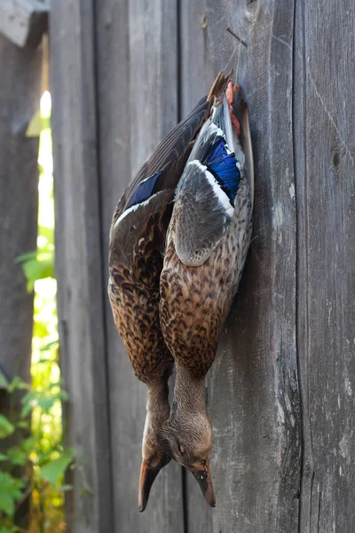 hunting trophy - two shot ducks hanging on the barn wall