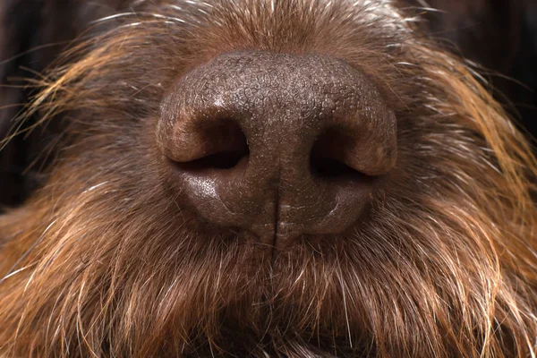 brown nose of a hunting dog, close up