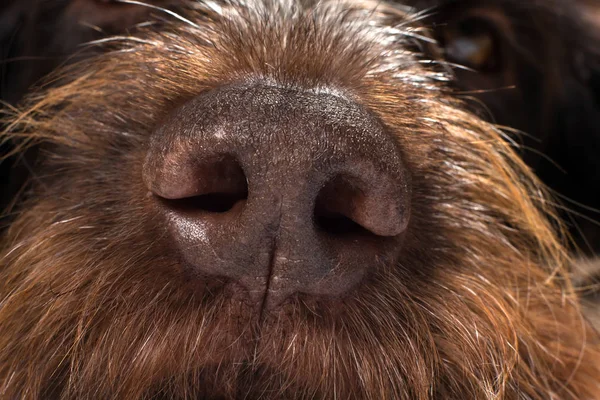 brown rough nose of a hunting dog, close up
