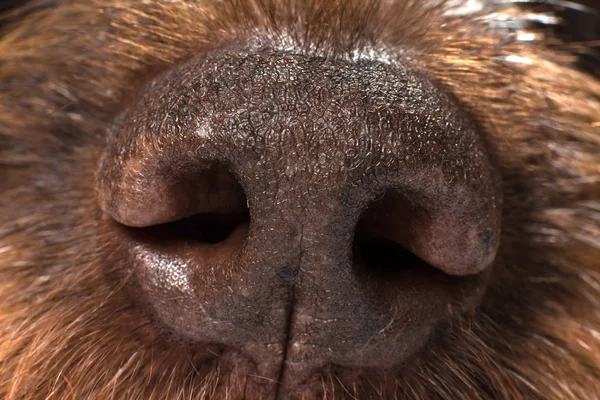 big brown nose of a hunting dog, close-up