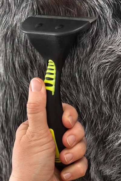 hand of woman with furminator combing hair of the dog, closeup
