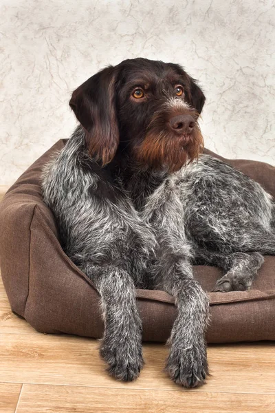 german wirehaired pointer resting in a dog bed