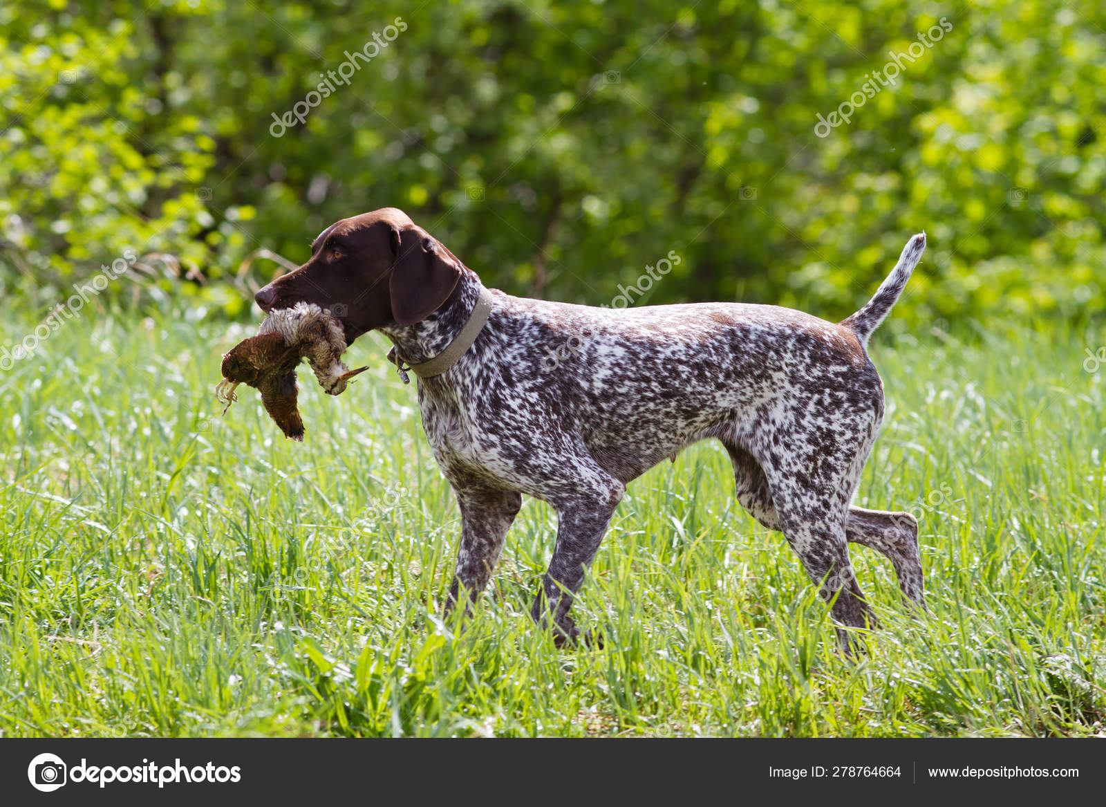 German Shorthaired Pointer Carries A Woodcock Stock Photo