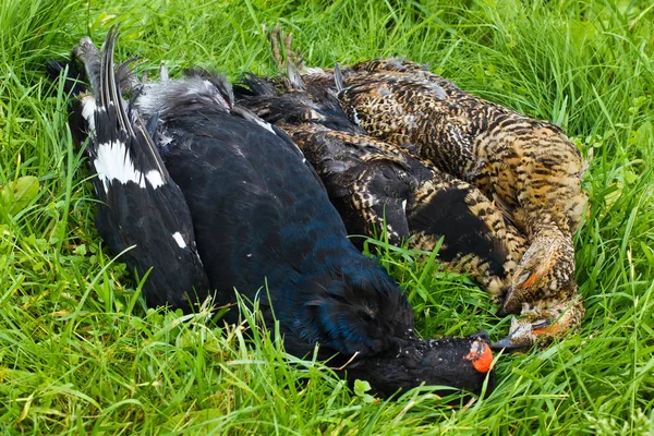 Downed blackcock lying on the grass — Stock Image Downed blackcock lying on the grass Stock Picture