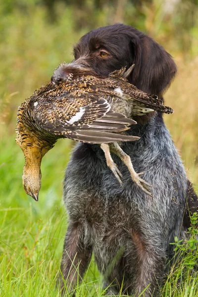 the dog keeps a downed grouse in his teeth