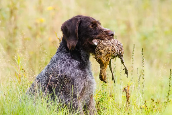 Hunting dog holding in teeth a downed grouse — Stock Image Hunting dog holding in teeth a downed grouse Stock Image