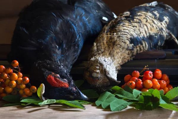 Two downed blackcocks and Rowan berries lie on a wooden table ne — Stock Image Two downed blackcocks and Rowan berries lie on a wooden table ne Royalty Free Stock Images