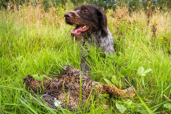 Hunting dog lying in the grass next to the downed grouse — Stock Image Hunting dog lying in the grass next to the downed grouse Stock Picture