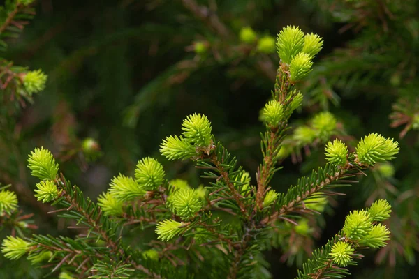 Young Soft Shoots Appeared Branch Fir Tree Spring — Stock Photo, Image