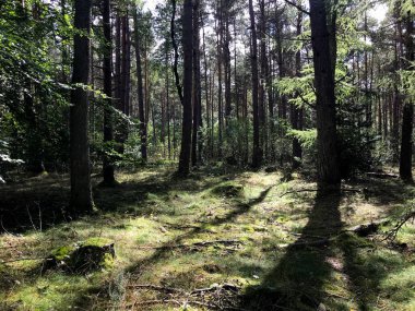 Ormanda güzel bir öğleden sonra ışığı