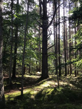 Büyük bir çam ağacı İskoç ormanında duruyor.