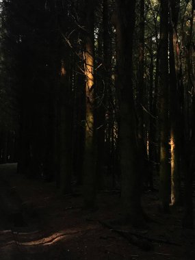 Perthshire, İskoçya 'da bir çam ağacının üzerindeki güneş ışığı huzmesi.