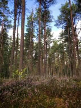 Perthshire 'da bir İskoç ormanında çam ağaçları ve çalılar