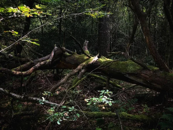 Luz Tronco Árvore Caído Uma Floresta Outonal Escócia — Fotografia de Stock
