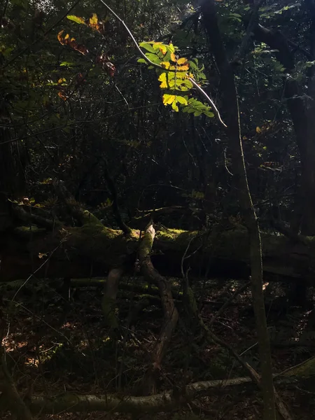 Salpicaduras Luz Hojas Árboles Bosque Oscuro Perthshire Escocia — Foto de Stock