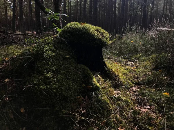 Вирощений Корінь Який Схожий Крихітний Зелений Фея Пагорб Шотландському Лісі — стокове фото