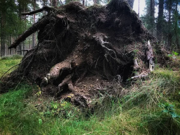 Racine Arbre Tombé Qui Ressemble Minuscule Visage Troll Dans Forêt — Photo