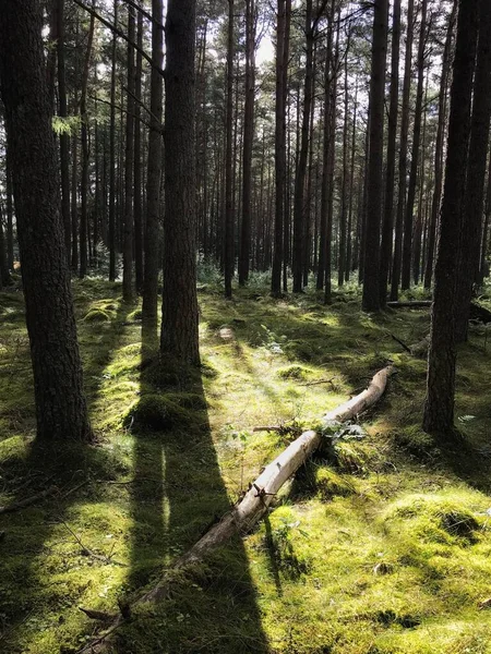 Rayons Soleil Sur Terrain Forestier Vert Mousseux Dans Perthshire Écosse — Photo