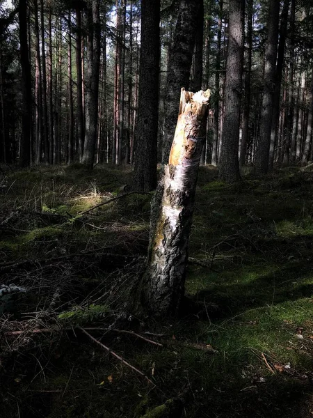 Tronc Bouleau Baigné Soleil Après Midi Dans Une Forêt Perthshire — Photo