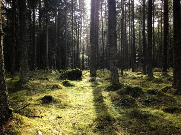 Bela Luz Tarde Caindo Uma Floresta Verde Musgosa Perthshire Escócia — Fotografia de Stock