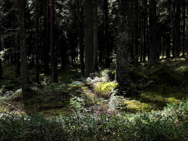 Мох Темному Лісі Пертширі Шотландія Падає Пляма Світла — стокове фото
