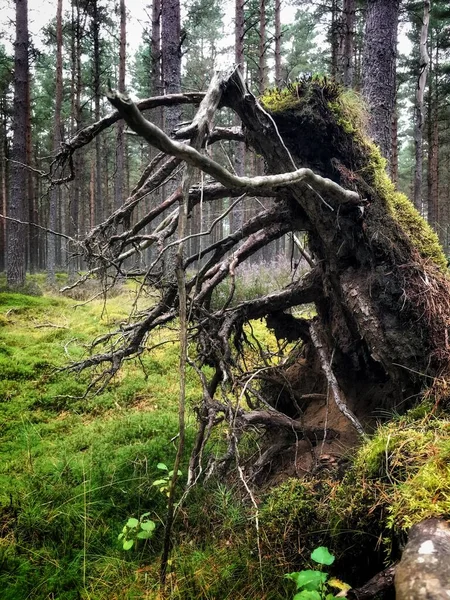 Raízes Uma Árvore Caída Uma Floresta Verde Perthshire Escócia — Fotografia de Stock