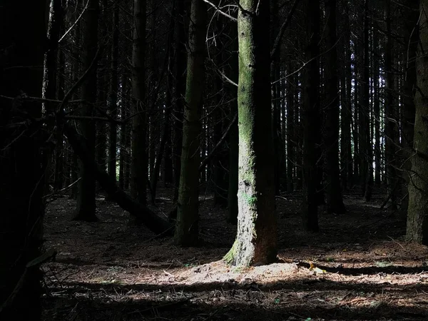 Luz Sol Cai Sobre Tronco Árvore Uma Floresta Pinheiros Escuros — Fotografia de Stock
