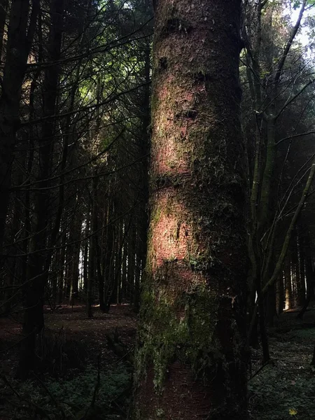 Світлові Промені Торкалися Дерева Яке Виросло Темному Лісі Пертширі Шотландія — стокове фото
